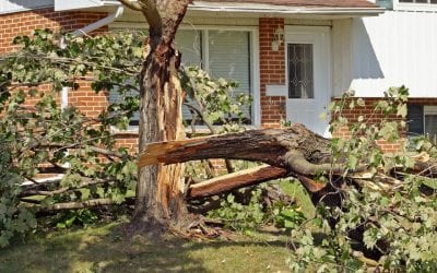 7 Tips to Protect Your Home from Wind Damage