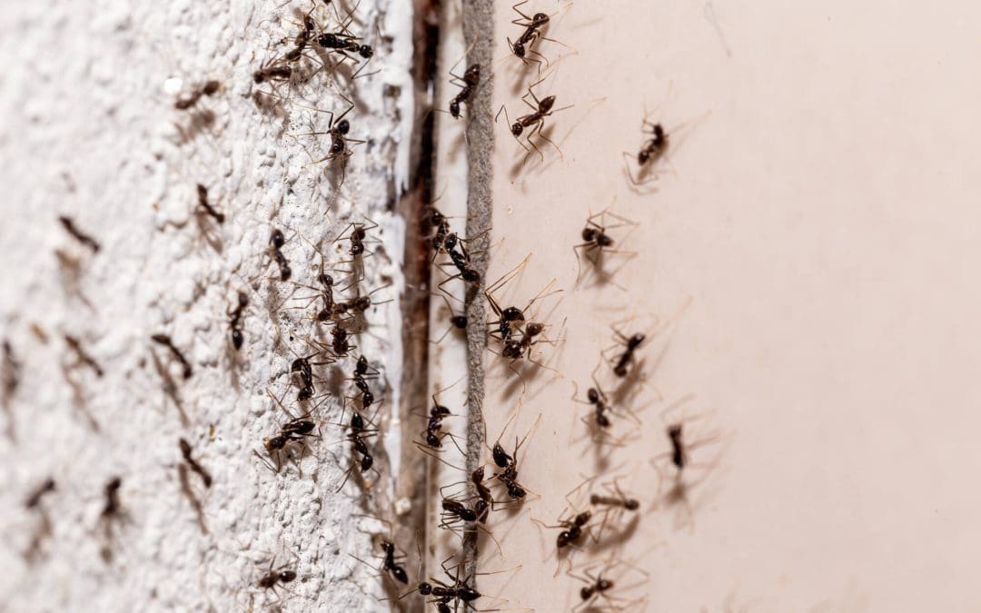 get rid of ants